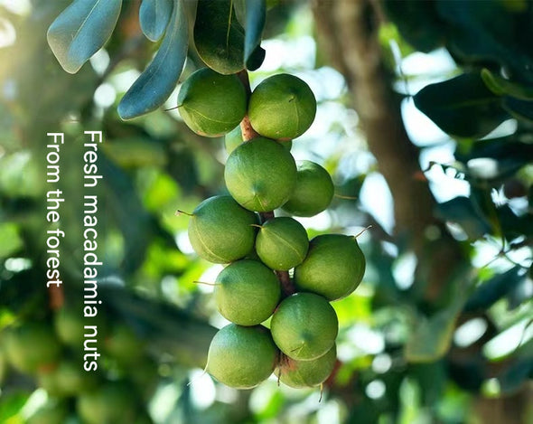 LYFEN Crispy Macadamia Nuts With Coconut Flavor