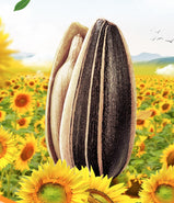 Melon Seeds Mixed Flavor Combination of Sweet and Spicy Aftertaste Leisure Office Essentials 18g/1bag