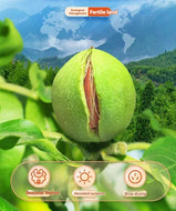 WITHYOUNG Cooked Walnuts 120g