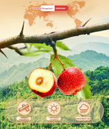 WITHYOUNG Hawthorn Sticks 60g