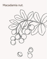 LYFEN Creamy Macadamia Nut