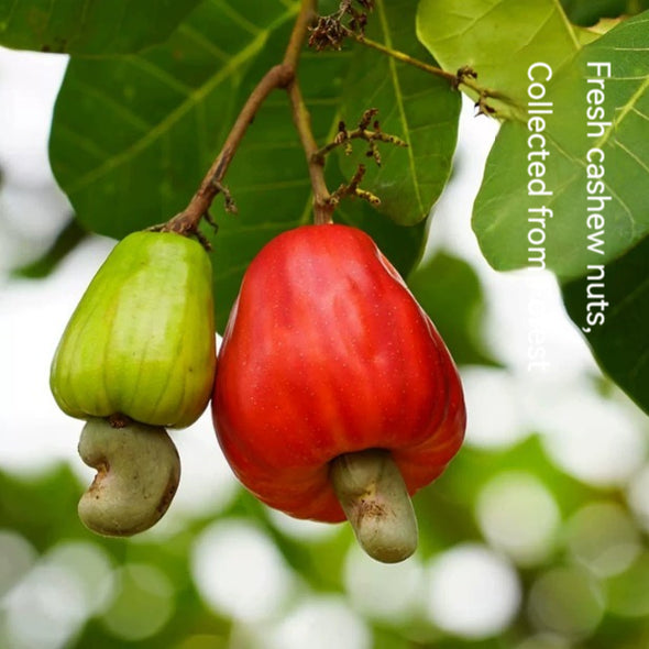 LYFEN Salt-baked Cashew Nuts In Purple