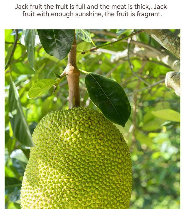 LYFEN Dried Jackfruit 16g